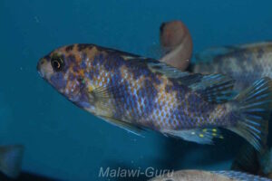 Metriaclima xanstomachus